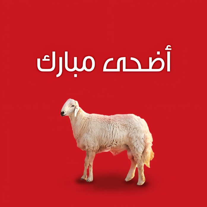 اضحية خروف حري