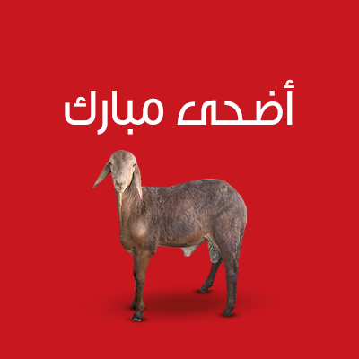 اضحية خروف سواكني